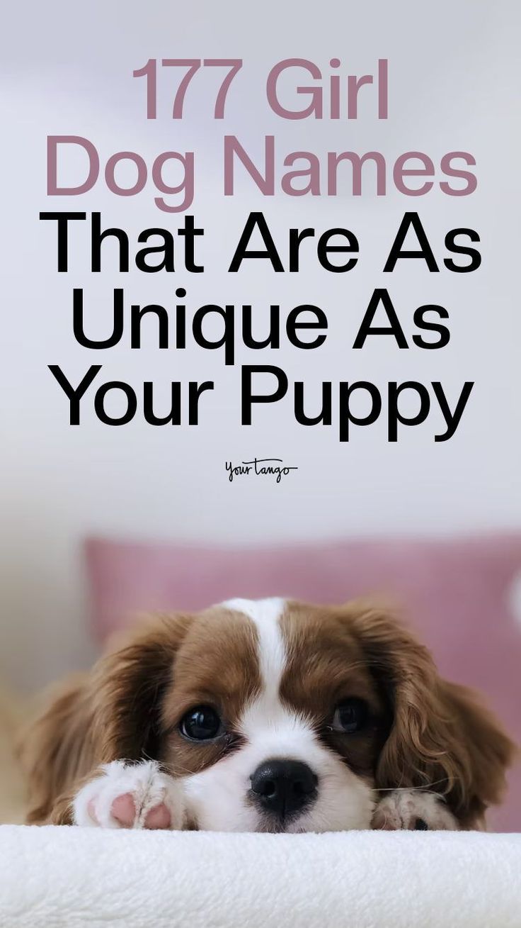 Pretty Names For Dogs, Top 100 Female Dog Names, Good Names For Dogs, Puppy Names Aesthetic, Name For Puppies, Cutest Puppy Names, Female Puppy Names List, Corgi Names Female, Dog Names Girl List