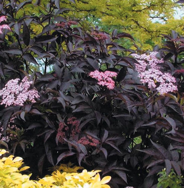 purple flowers are blooming in the garden