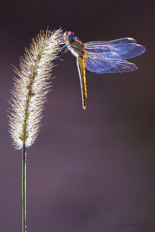 a blue dragonfly sitting on top of a tall grass plant with it's wings open