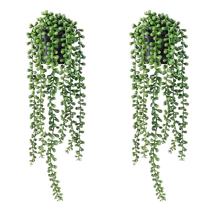 two green plants hanging from the side of each other