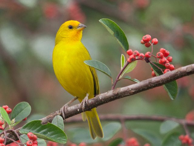 a yellow bird sitting on top of a tree branch with red berries around it's branches