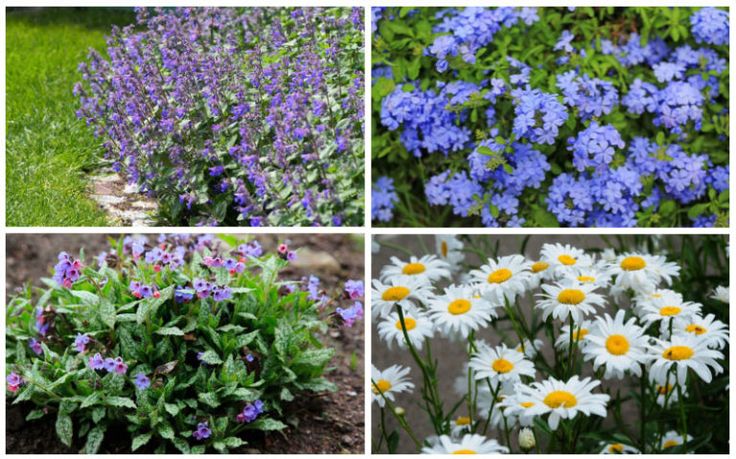 four different types of wildflowers in various stages of blooming, including blue and white