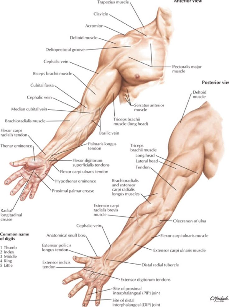 the arm and wrist muscles are labeled in this diagram, as well as their names