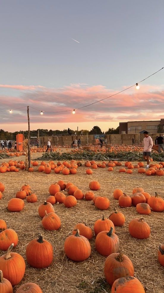 a field full of pumpkins sitting on top of dry grass