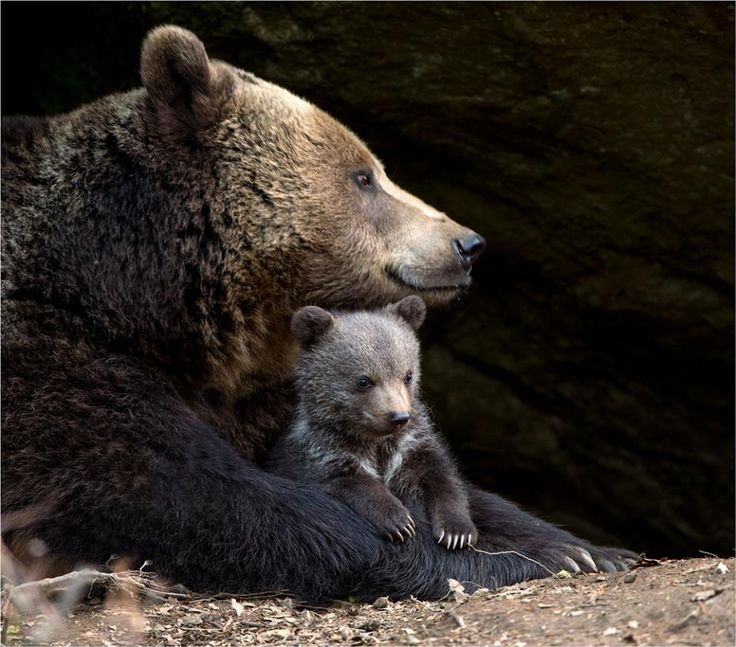 a large brown bear sitting next to a baby bear