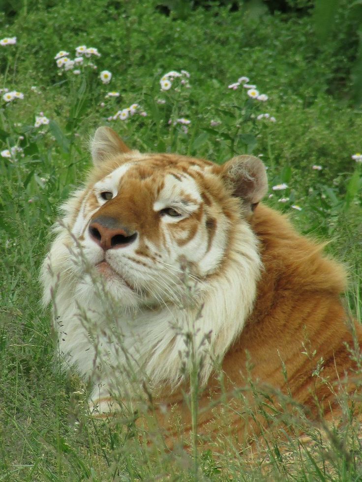 a close up of a tiger laying on the ground in tall grass with flowers behind it