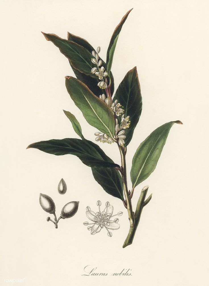 Bay laurel (Laurus nobilis) illustration from Medical Botany (1836) by John Stephenson and James Morss Churchill. | free image by rawpixel.com Laurel Aesthetic, Bay Leaf Tattoo, Laurel Plant, Illustration Botanique Vintage, Bay Laurel, Laurel Tree, Laurus Nobilis, Free Illustration Images, Botanical Illustration Vintage