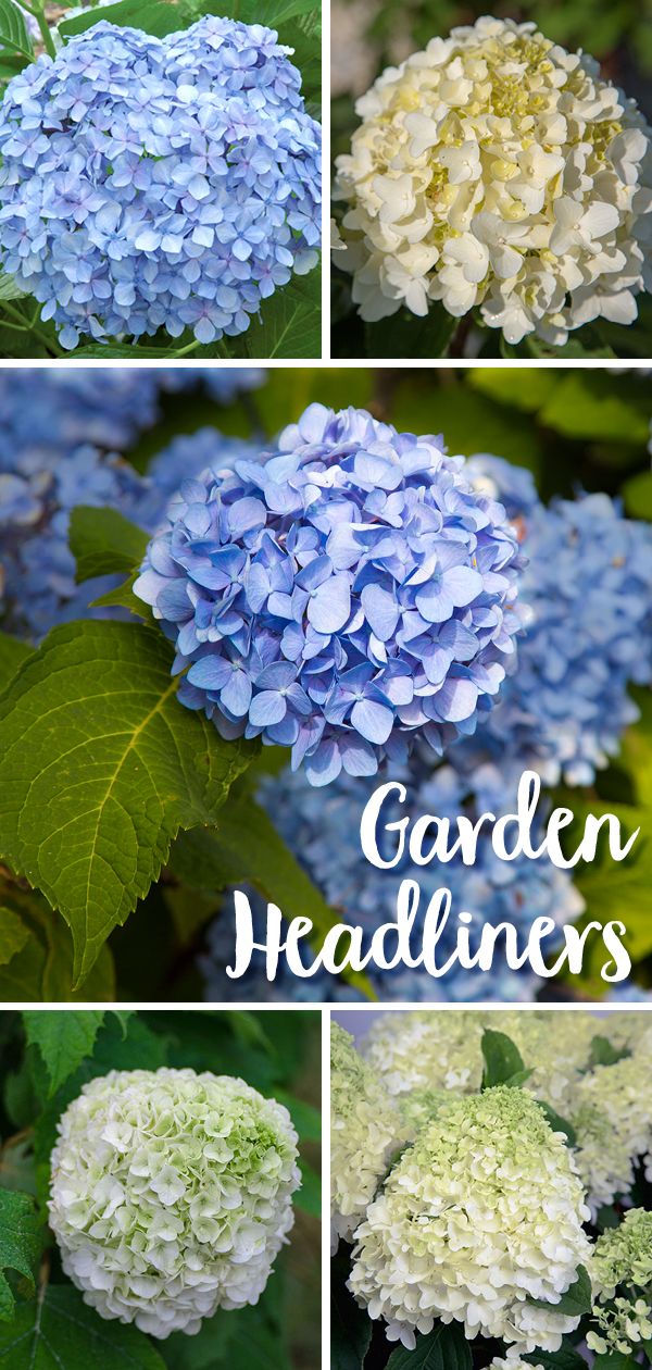 four different types of blue and white flowers with the words garden headliners on them