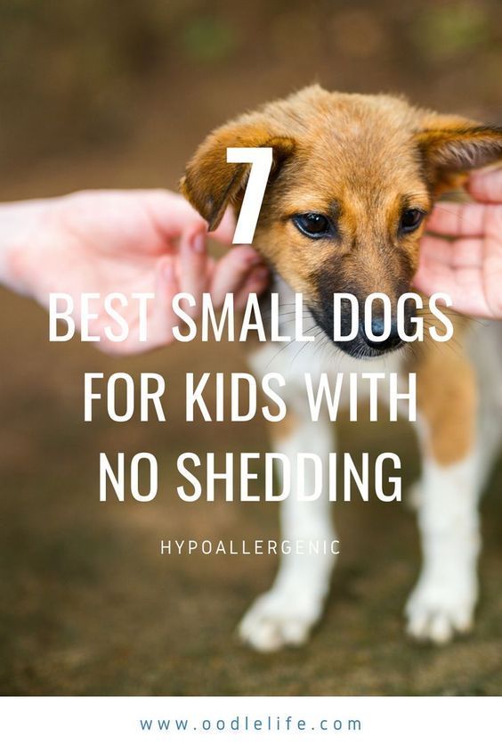 a dog being petted by its owner with the text 7 best small dogs for kids with no shedding