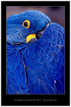 a blue bird with yellow eyes is sitting on a tree branch in front of the camera