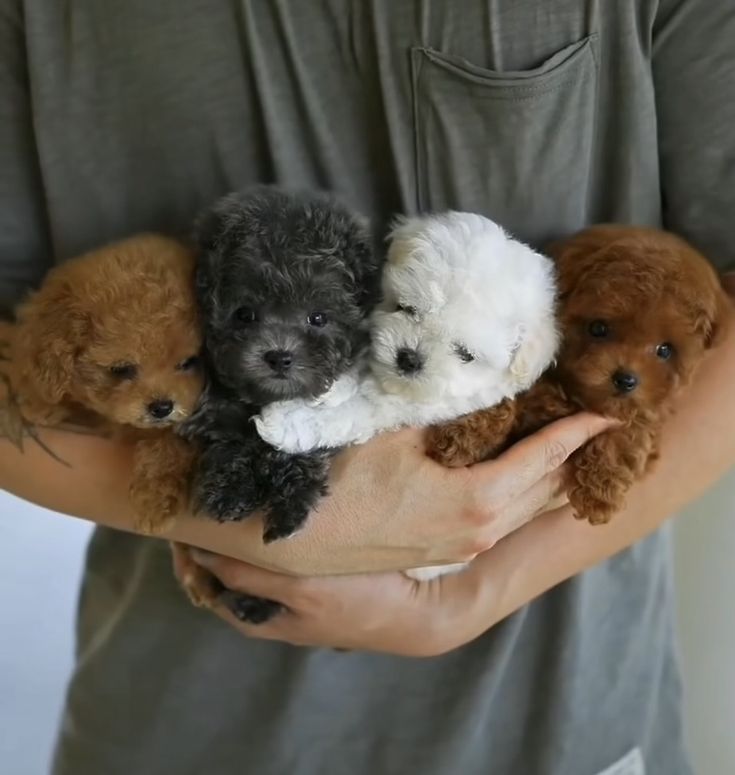 three poodle puppies being held by a man