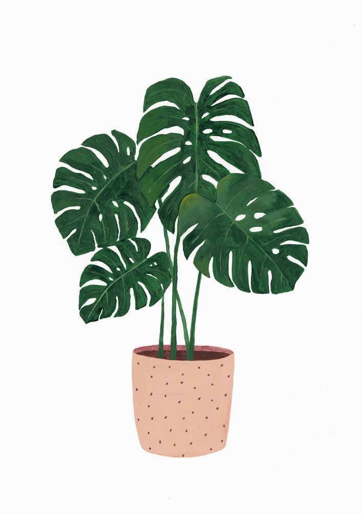 a potted plant with large green leaves on the top and pink polka doted bottom