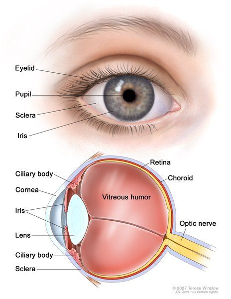 an image of the anatomy of the eye and its surrounding parts, including the iris