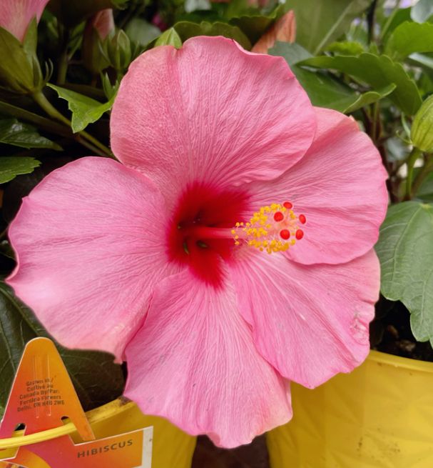 a large pink flower in a yellow pot