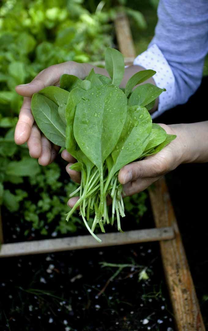 someone holding up some green plants in their hands with the words how to grow spinach