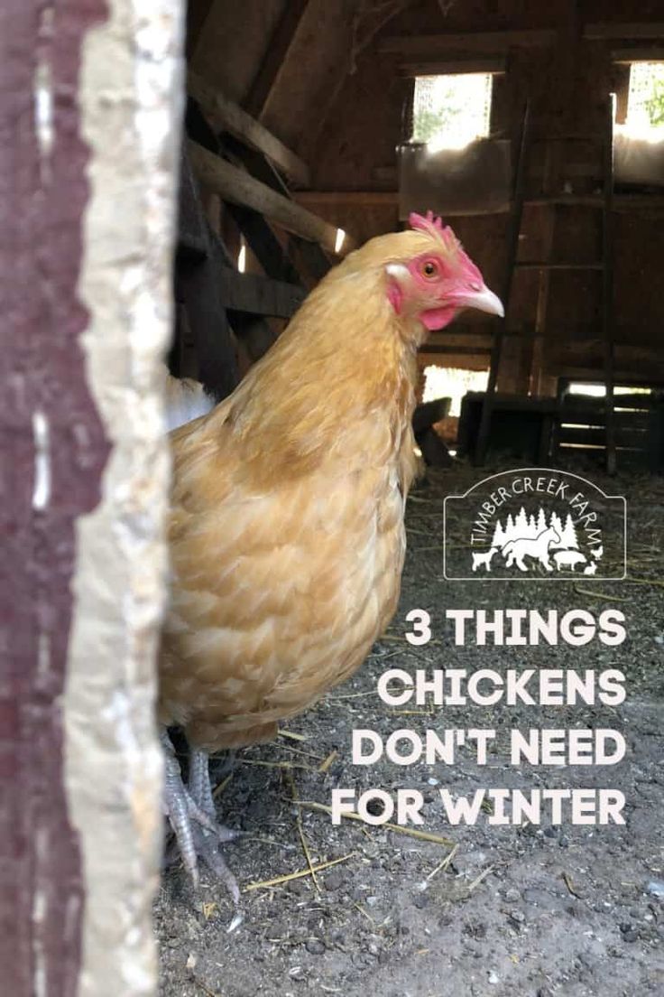 there is a chicken that is standing in the barn with its head out and it's saying, 3 things chickens don't need for winter