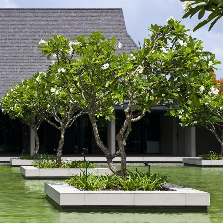 there are many trees in the middle of this courtyard area, and one tree is on the other side of the walkway