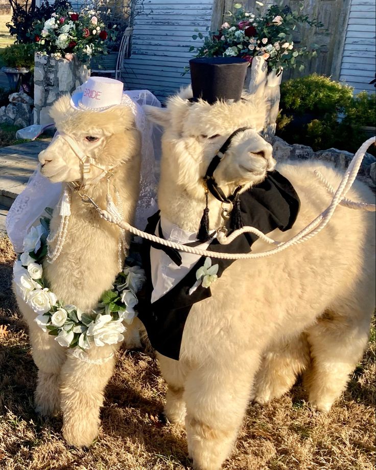 two llamas dressed up for a wedding in front of a house with flowers