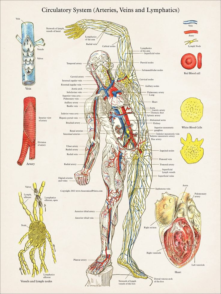 Anatomy Poster, Nurse Study Notes, Basic Anatomy And Physiology, Arteries And Veins, Medical Student Study, Human Body Anatomy, Medical School Inspiration, Medical School Studying, Nursing School Notes