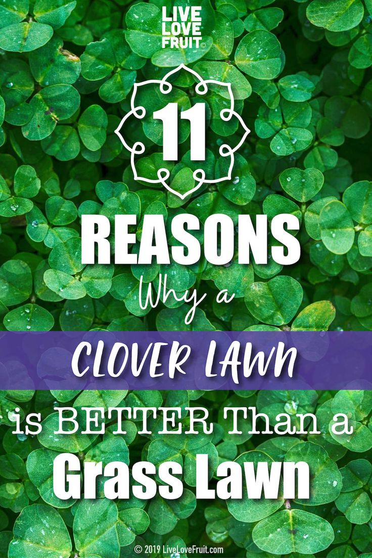 green leaves with the words 11 reasons why clover lawn is better than a grass lawn