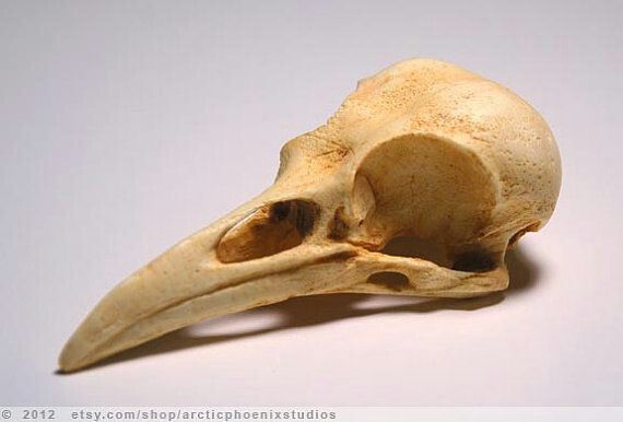 a bird's skull is shown with a long beak and an odd looking head