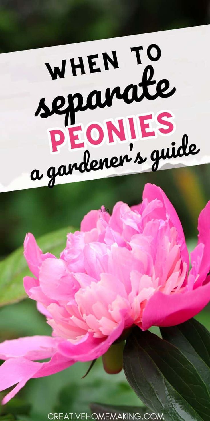 a pink flower with the words when to separate peonies a gardener's guide