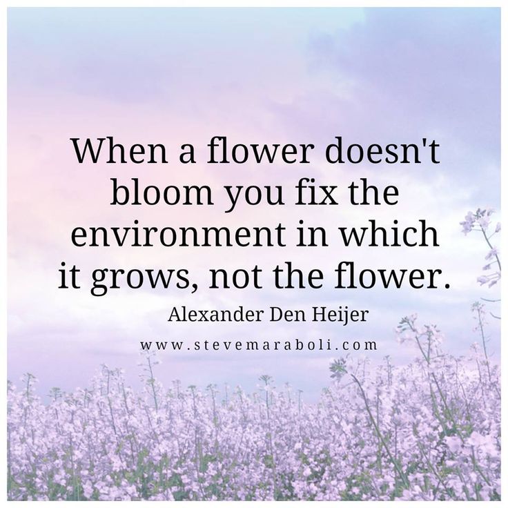 a field full of flowers with the quote when a flower doesn't bloom you fix the environment in which it grows, not the flower