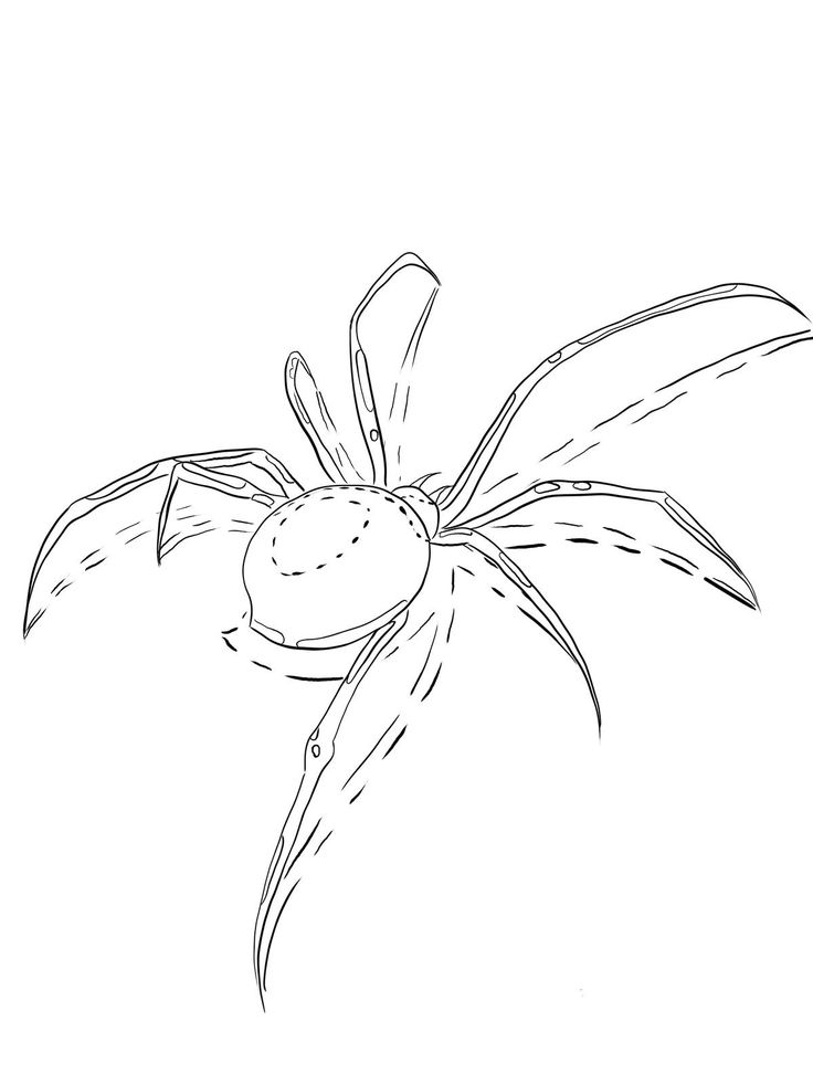 a black and white drawing of a spider