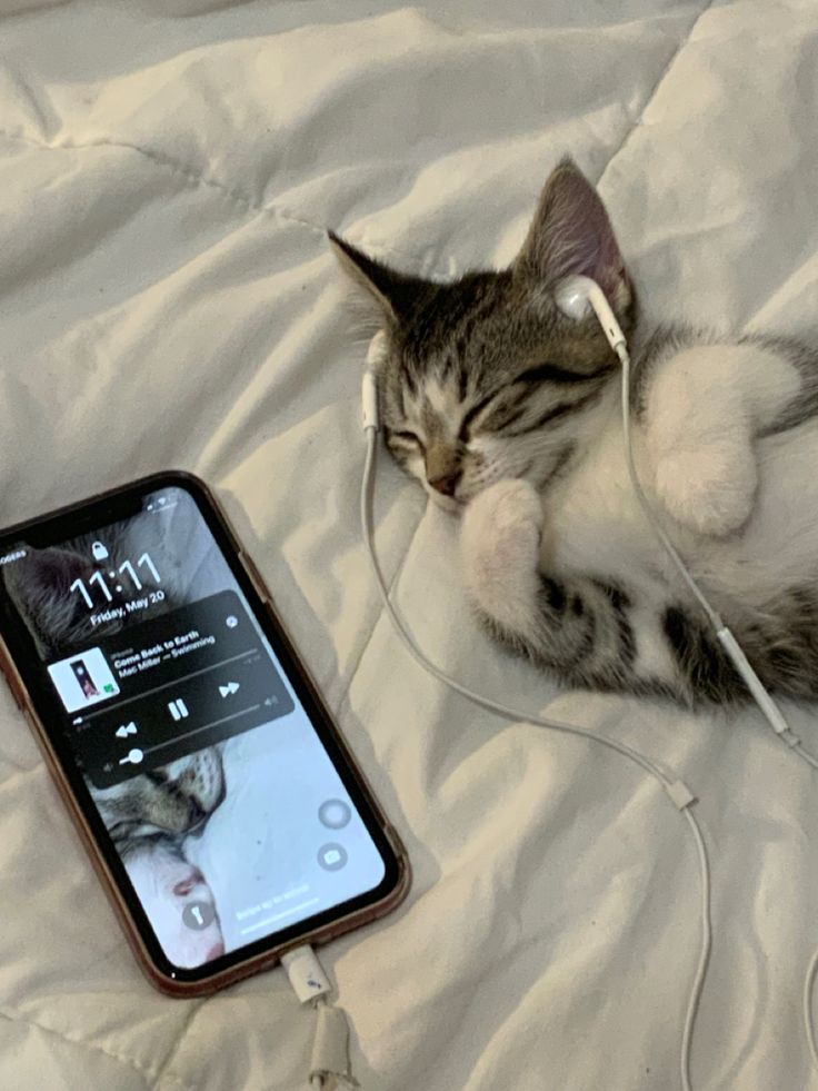 a cat laying on top of a bed next to an mp3 player and headphones