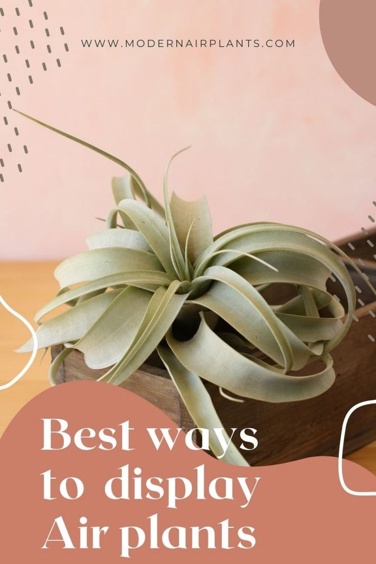 an air plant sitting on top of a wooden box with the words best ways to display plants