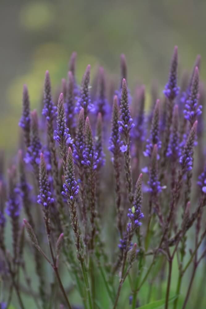 some purple flowers are growing in the grass