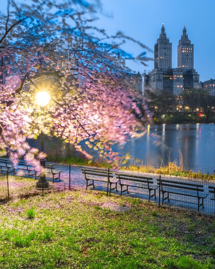 the sun shines brightly behind cherry blossom trees