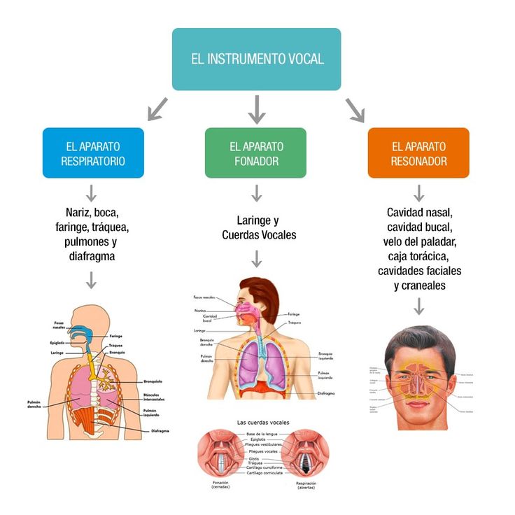 an image of the human body with different organs and their corresponding parts labeled in spanish