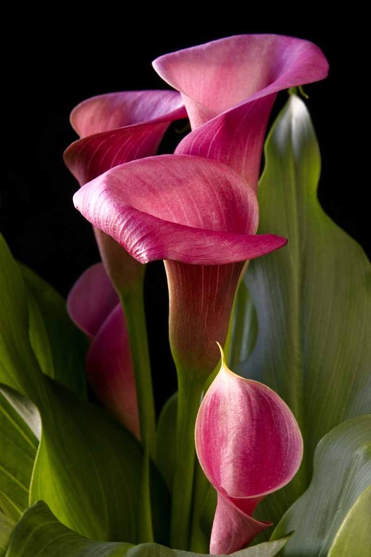 three pink flowers with green leaves on a black background