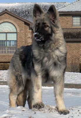 a large dog standing on top of snow covered ground in front of a brick building