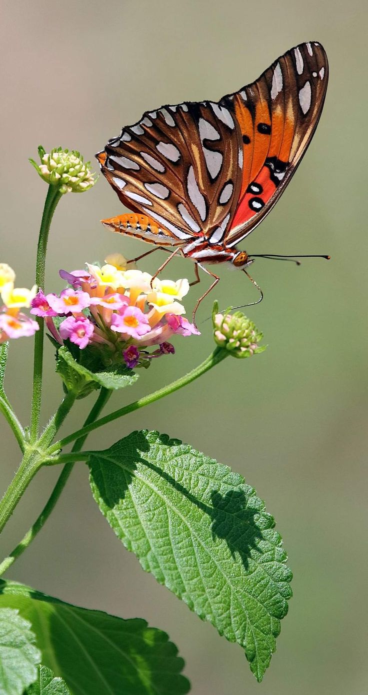 an orange and black butterfly sitting on top of a pink flower next to green leaves