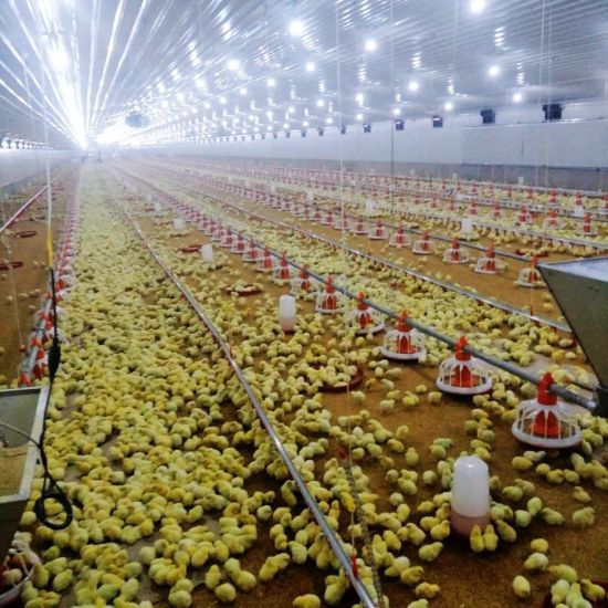 an indoor chicken farm with rows of chickens