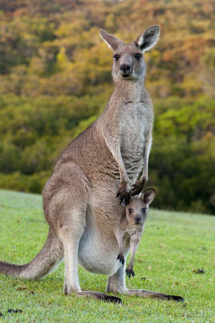 a mother kangaroo and her baby standing in the grass