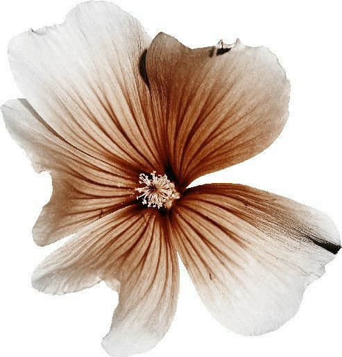 a white and brown flower on a white background