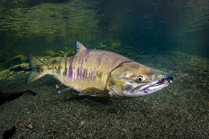 a fish that is swimming in some water