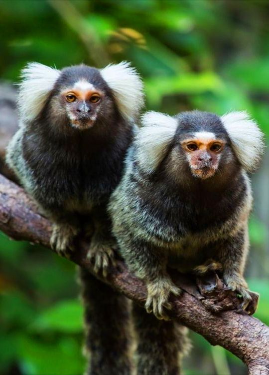 two monkeys sitting on top of a tree branch in the forest, looking at the camera