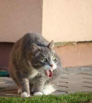 a cat with it's mouth open walking on the ground near some grass and a building