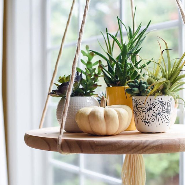 three potted plants sit on a wooden shelf in front of a window with white curtains