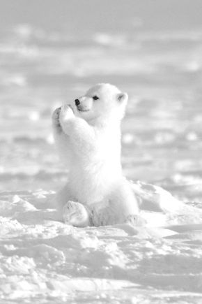 a polar bear cub playing in the snow