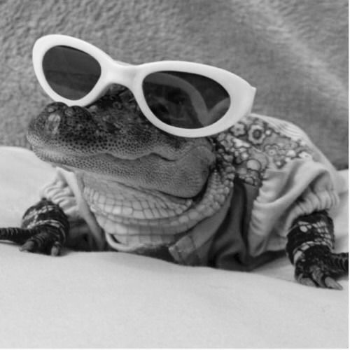 a black and white photo of a small alligator wearing sunglasses