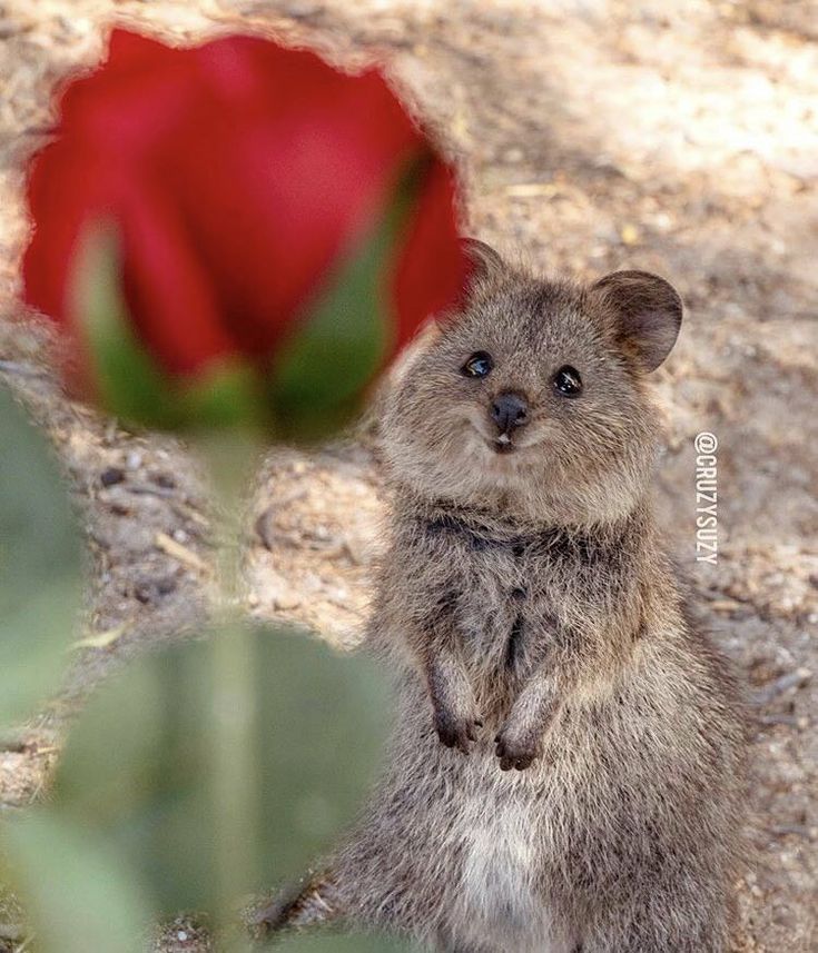 a small animal standing next to a red rose