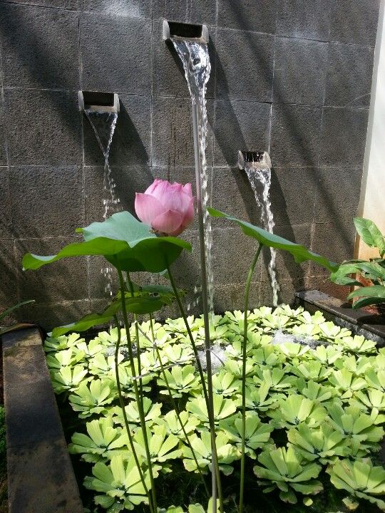 a pink flower sitting in the middle of some water spouting from it's sides