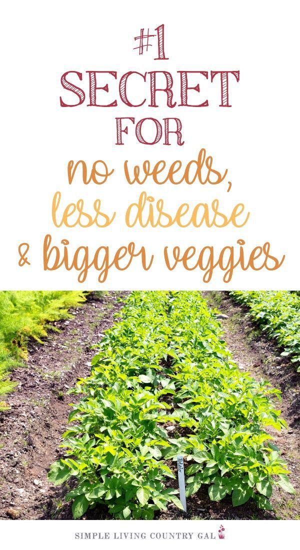 a garden plot with the words 1 secret for no weeds, less disease and bigger veggies