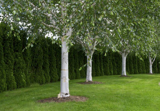 several trees lined up in the grass near each other