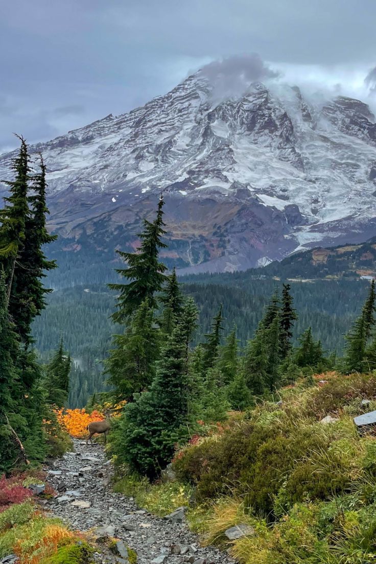 a mountain covered in snow and surrounded by evergreen trees with a trail running through it